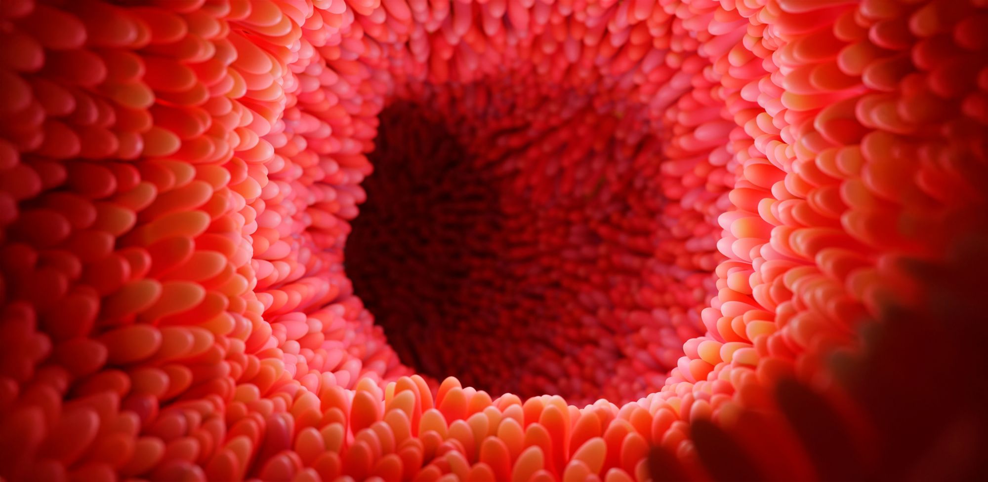Rendering of the inside of the small intestine, including microvilli on the surface.  